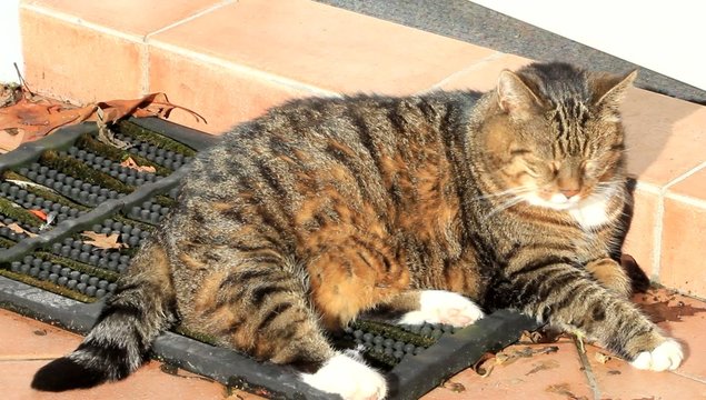 Katze gro&szlig; getigert putzt sich in der Sonne