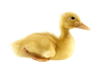 Obraz premium Funny yellow Duckling