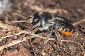 Megachile bee
