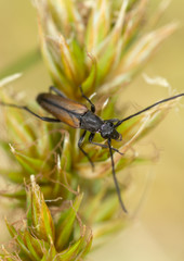 Leptura melanura