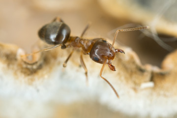 Brown tree ant, Lasius brunneus extreme close-up