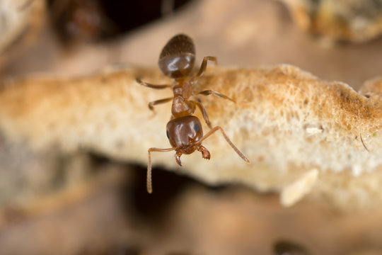 Brown tree ant, Lasius brunneus extreme close-up