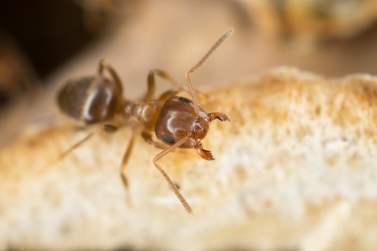 Brown tree ant, Lasius brunneus extreme close-up