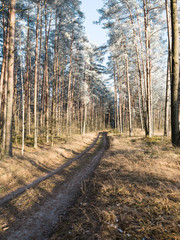forest road with sun rays in the morning