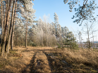 forest road with sun rays in the morning