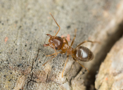 Brown tree ant, Lasius brunneus extreme close-up