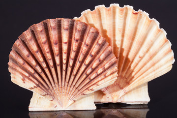 sea shells of bivalvia on black background macro