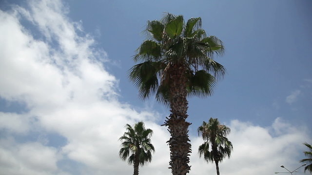 palm in Turkey