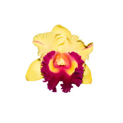 yellow orchid isolated on white background with clipping path