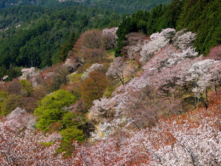 吉野山　桜の景色
