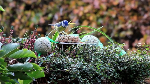 Blaumeise pickt Winterfutter