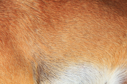 Dog fur