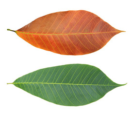 Rubber leaves