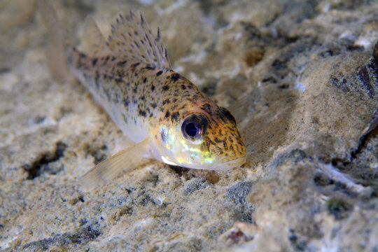 Kaulbarsch (Gymnophalus cernua)