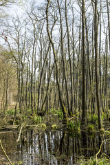 Obraz premium famous swamp area in usedom national park