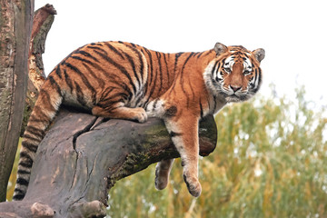 Amur Tiger (Panthera tigris altaica)