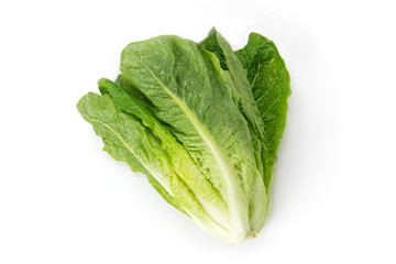 ロメインレタス