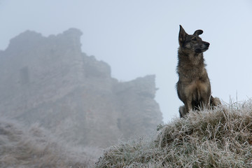 Street dog in the mountains near the fortress