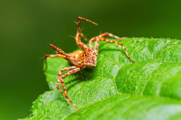 Jumping spiders