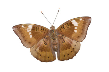 Close up of male mango baron butterfly on white