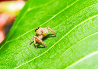 Jumping spiders