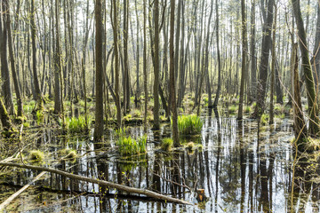 famous swamp area in usedom national park