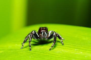 Jumping spiders