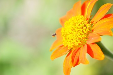 Zinnia flower and bee