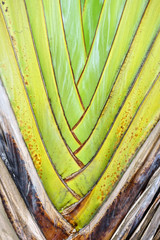The petioles of Ravenala madagascariensis tree