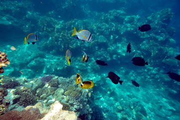 Obraz na płótnie Canvas underwater image of tropical fishes