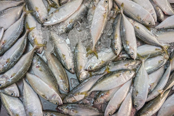 Rastrelliger brachysoma or Short mackerel for sale in Thai fresh