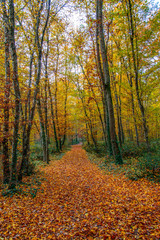 La forête en automne