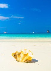 Fototapeta na wymiar Tropical Symbol Beach Pearl
