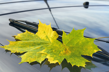 Obraz premium autumn leaf on a car windshield