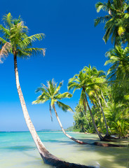 Obraz na płótnie Canvas Palm Panorama Relaxation In Peace