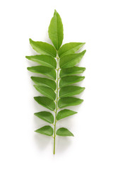 curry leaf, curry tree