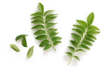 Crédence de cuisine en verre imprimé Herbes curry leaf, curry tree