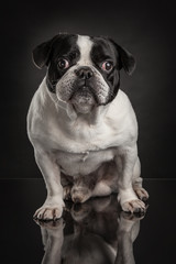 Studio photo  of french bulldog over black background