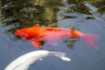 colorful carp