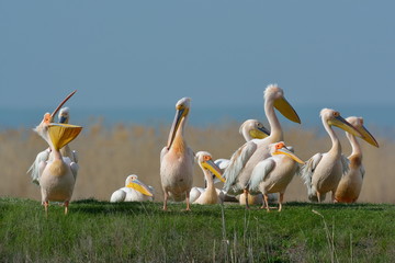 pelicans in natural habitat
