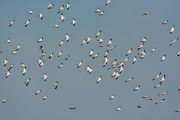pelicans flying against the blue sky (pelecanus onocrotalus)