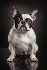 Fototapeta premium Studio photo of french bulldog over black background
