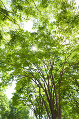 新緑の新宿高層ビル街