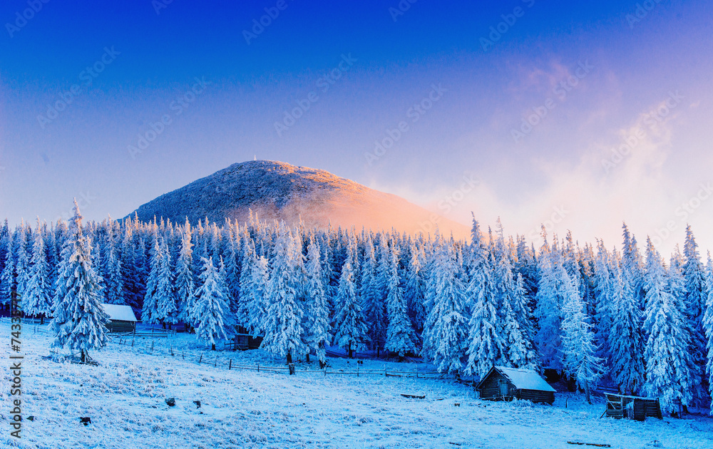 Wall mural winter landscape trees in frost