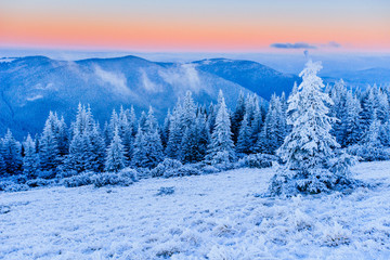 Fototapeta na wymiar winter landscape trees in frost