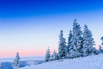 Photo sur Plexiglas Hiver winter landscape trees in frost