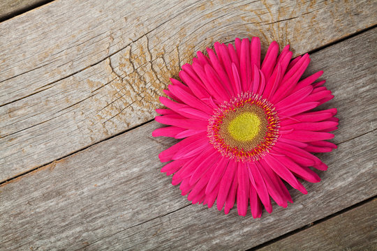 Gerbera flower over wooden table
