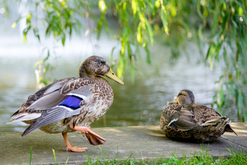 Two ducks in the park