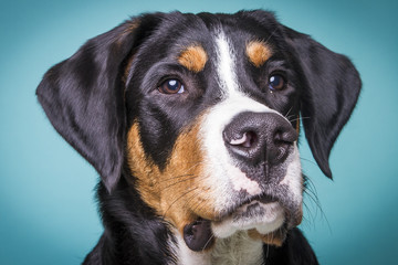 Sennenhund Portrait vor Blau