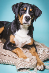 Sennenhund vor Blau
